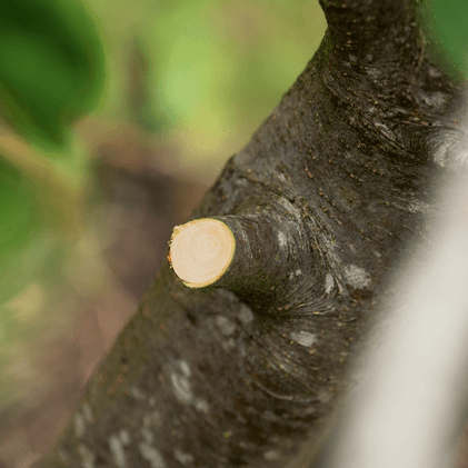 Akumulatora atzarošanas šķēres BOSCH AdvancedPrune 18V-45 - bez akumulatora un lādētāja